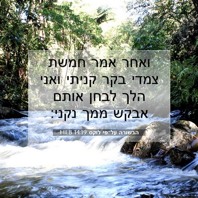 Picture 07 - הבשורה על־פי לוקס 14:19 HEB - ואחר אמר חמשת צמדי בקר - Bible Verse Picture