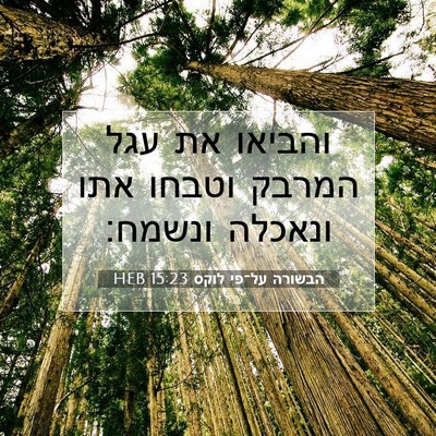 Picture 07 - הבשורה על־פי לוקס 15:23 HEB - והביאו את עגל המרבק וטבחו - Bible Verse Picture