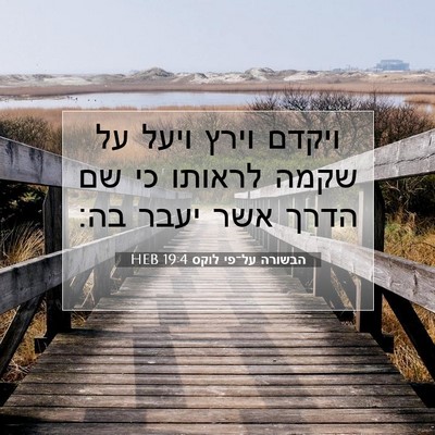 Picture 07 - הבשורה על־פי לוקס 19:4 HEB - ויקדם וירץ ויעל על שקמה - Bible Verse Picture