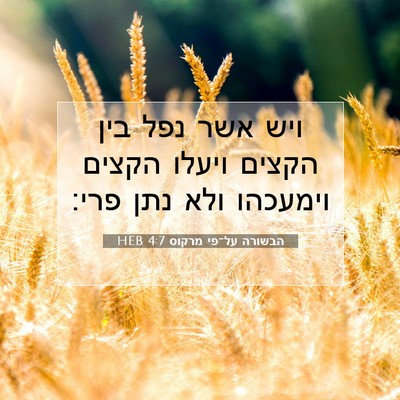 Picture 07 - הבשורה על־פי מרקוס 4:7 HEB - ויש אשר נפל בין הקצים ויעלו - Bible Verse Picture