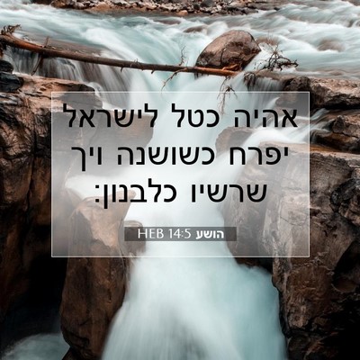 Picture 07 - הושע 14:5 HEB - אהיה כטל לישראל יפרח - Bible Verse Picture