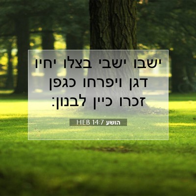 Picture 07 - הושע 14:7 HEB - ישבו ישבי בצלו יחיו דגן - Bible Verse Picture