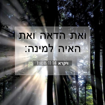 Picture 07 - ויקרא 11:14 HEB - ואת הדאה ואת האיה - Bible Verse Picture