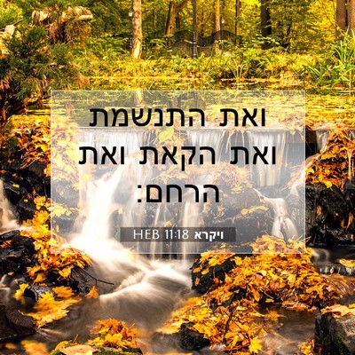 Picture 07 - ויקרא 11:18 HEB - ואת התנשמת ואת הקאת ואת - Bible Verse Picture