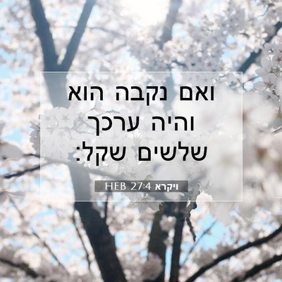Picture 07 - ויקרא 27:4 HEB - ואם נקבה הוא והיה ערכך - Bible Verse Picture