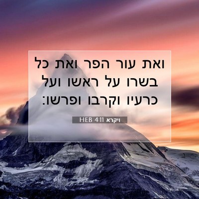 Picture 07 - ויקרא 4:11 HEB - ואת עור הפר ואת כל בשרו על - Bible Verse Picture