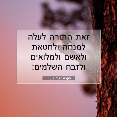 Picture 07 - ויקרא 7:37 HEB - זאת התורה לעלה למנחה - Bible Verse Picture