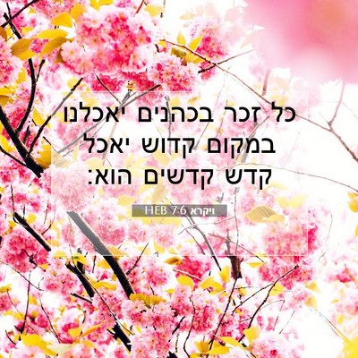 Picture 07 - ויקרא 7:6 HEB - כל זכר בכהנים יאכלנו במקום - Bible Verse Picture