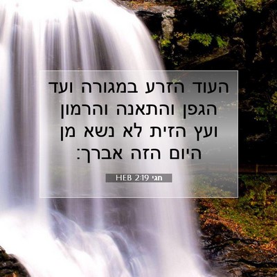 Picture 07 - חגי 2:19 HEB - העוד הזרע במגורה ועד הגפן - Bible Verse Picture