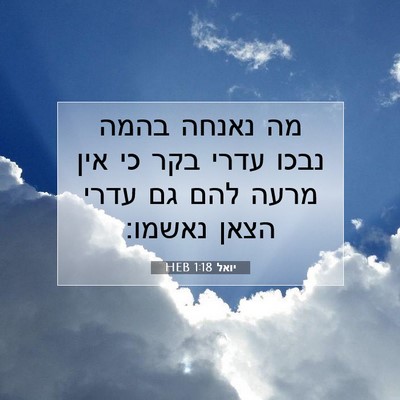 Picture 07 - יואל 1:18 HEB - מה נאנחה בהמה נבכו עדרי בקר - Bible Verse Picture