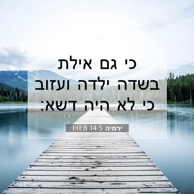 Picture 07 - ירמיה 14:5 HEB - כי גם אילת בשדה ילדה ועזוב - Bible Verse Picture
