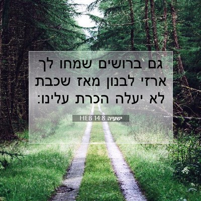 Picture 07 - ישעיה 14:8 HEB - גם ברושים שמחו לך ארזי - Bible Verse Picture