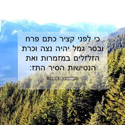 Picture 07 - ישעיה 18:5 HEB - כי לפני קציר כתם פרח ובסר - Bible Verse Picture