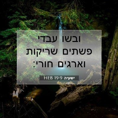 Picture 07 - ישעיה 19:9 HEB - ובשו עבדי פשתים שריקות - Bible Verse Picture