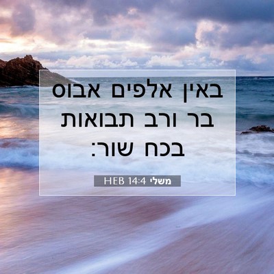 Picture 07 - משלי 14:4 HEB - באין אלפים אבוס בר ורב - Bible Verse Picture