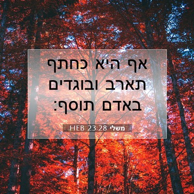 Picture 07 - משלי 23:28 HEB - אף היא כחתף תארב ובוגדים - Bible Verse Picture