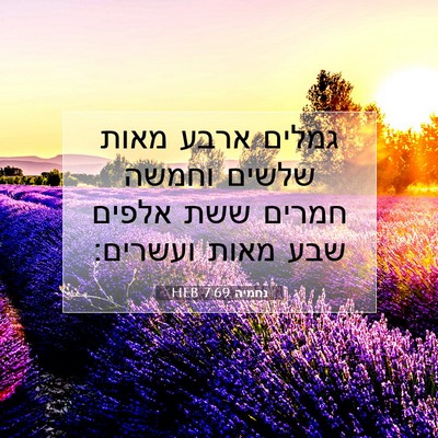 Picture 07 - נחמיה 7:69 HEB - גמלים ארבע מאות שלשים - Bible Verse Picture