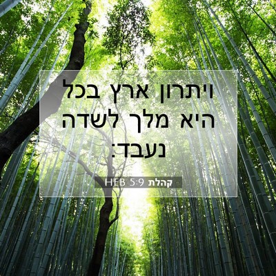 Picture 07 - קהלת 5:9 HEB - ויתרון ארץ בכל היא מלך לשדה - Bible Verse Picture