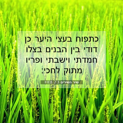 Picture 07 - שיר השירים 2:3 HEB - כתפוח בעצי היער כן דודי בין - Bible Verse Picture