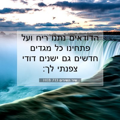Picture 07 - שיר השירים 7:13 HEB - הדודאים נתנו ריח ועל - Bible Verse Picture