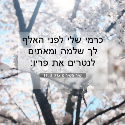 Picture 07 - שיר השירים 8:12 HEB - כרמי שלי לפני האלף לך שלמה - Bible Verse Picture