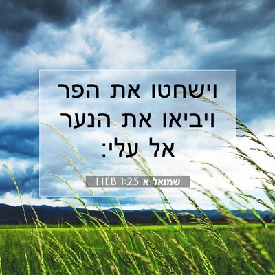 Picture 07 - שמואל א 1:25 HEB - וישחטו את הפר ויביאו את - Bible Verse Picture