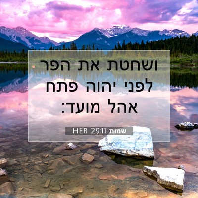 Picture 07 - שמות 29:11 HEB - ושחטת את הפר לפני יהוה פתח - Bible Verse Picture