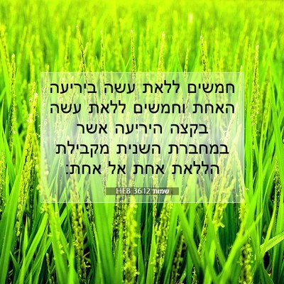 Picture 07 - שמות 36:12 HEB - חמשים ללאת עשה ביריעה האחת - Bible Verse Picture