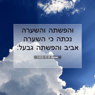 Picture 07 - שמות 9:31 HEB - והפשתה והשערה נכתה כי - Bible Verse Picture