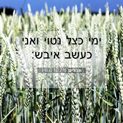 Picture 07 - תהלים 102:11 HEB - ימי כצל נטוי ואני כעשב - Bible Verse Picture