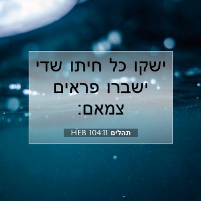 Picture 07 - תהלים 104:11 HEB - ישקו כל חיתו שדי ישברו - Bible Verse Picture
