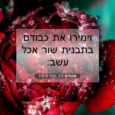 Picture 07 - תהלים 106:20 HEB - וימירו את כבודם בתבנית שור - Bible Verse Picture