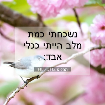 Picture 07 - תהלים 31:12 HEB - נשכחתי כמת מלב הייתי ככלי - Bible Verse Picture