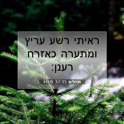 Picture 07 - תהלים 37:35 HEB - ראיתי רשע עריץ ומתערה - Bible Verse Picture