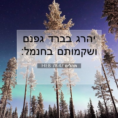 Picture 07 - תהלים 78:47 HEB - יהרג בברד גפנם ושקמותם - Bible Verse Picture