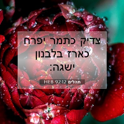 Picture 07 - תהלים 92:12 HEB - צדיק כתמר יפרח כארז בלבנון - Bible Verse Picture