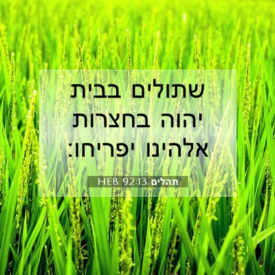 Picture 07 - תהלים 92:13 HEB - שתולים בבית יהוה בחצרות - Bible Verse Picture