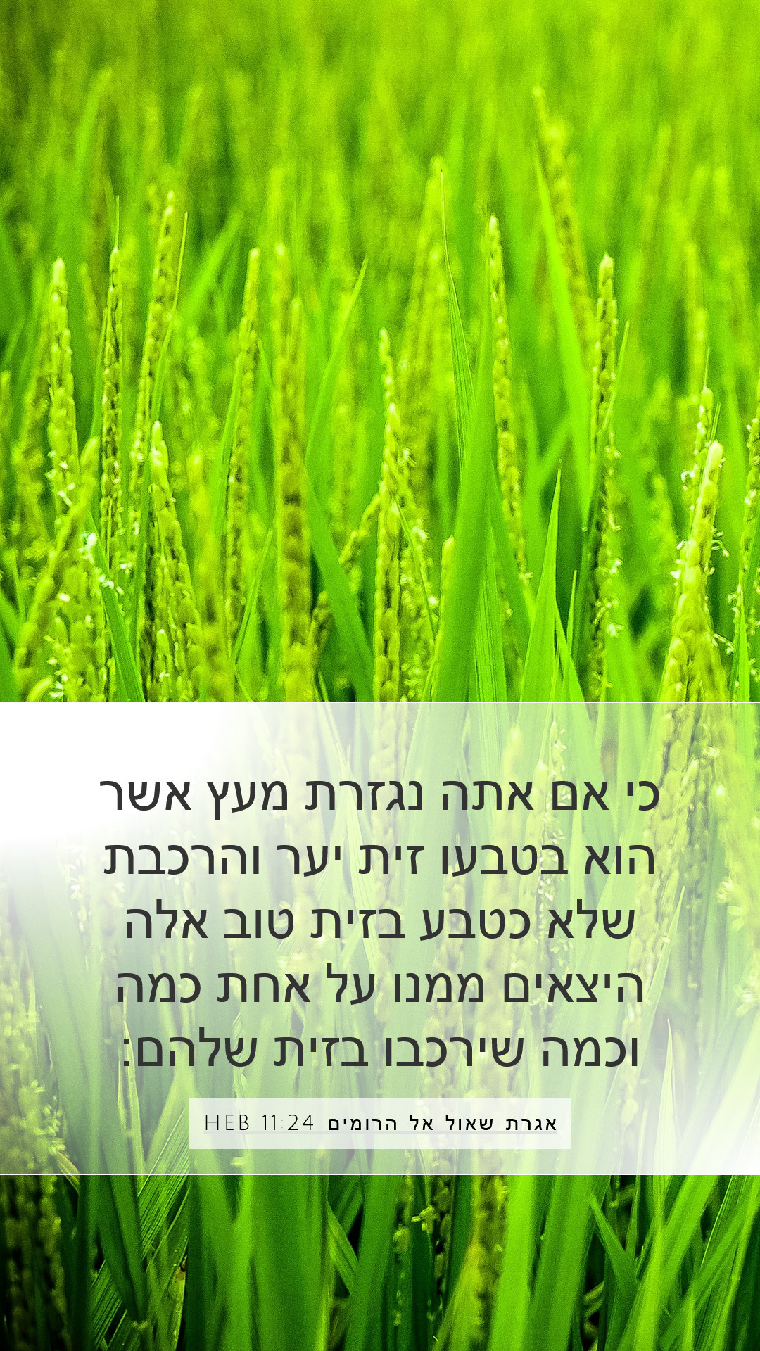אגרת שאול אל הרומים 11:24 HEB Mobile Phone Wallpaper - כי אם אתה נגזרת ...