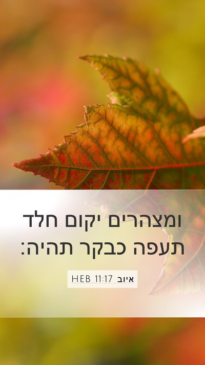 איוב 11:17 HEB Bible Verse Image