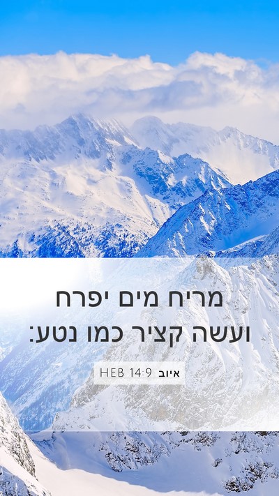 איוב 14:9 HEB Mobile Phone Wallpaper - מריח מים יפרח ועשה קציר כמו - Mobile Bible Verse Wallpaper