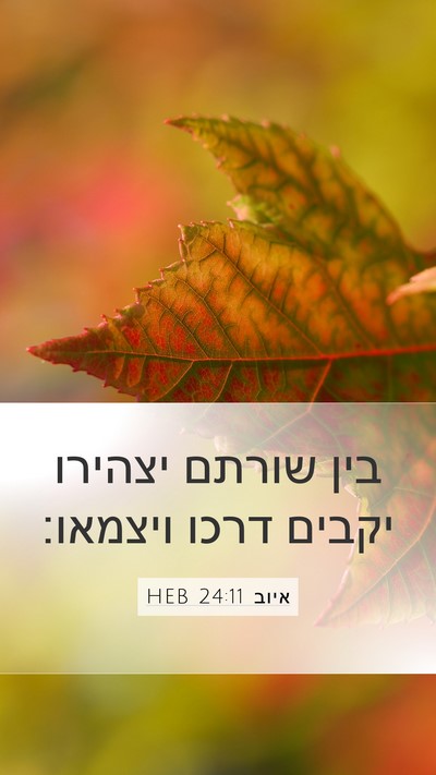 איוב 24:11 HEB Bible Verse Image