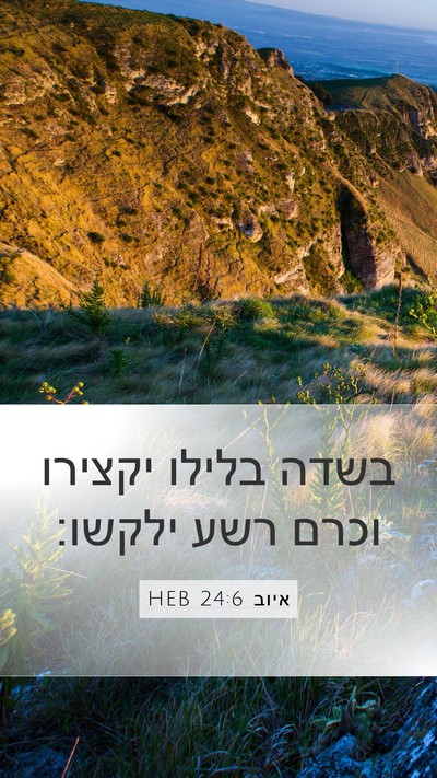 איוב 24:6 HEB Mobile Phone Wallpaper - בשדה בלילו יקצירו וכרם רשע - Mobile Bible Verse Wallpaper