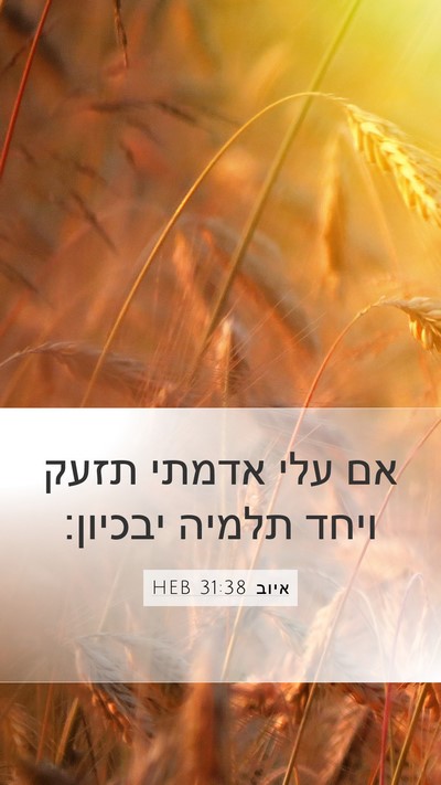 איוב 31:38 HEB Mobile Phone Wallpaper - אם עלי אדמתי תזעק ויחד - Mobile Bible Verse Wallpaper