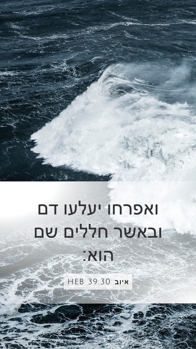 איוב 39:30 HEB Bible Verse Image