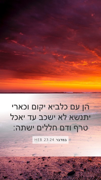 במדבר 23:24 HEB Bible Verse Image