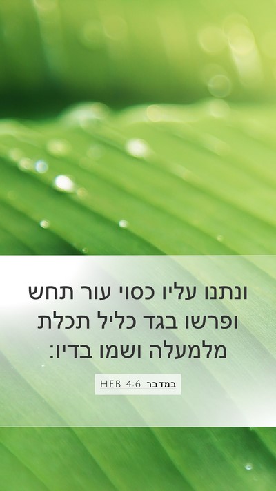 במדבר 4:6 HEB Bible Verse Image
