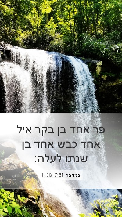 במדבר 7:81 HEB Mobile Phone Wallpaper - פר אחד בן בקר איל אחד כבש - Mobile Bible Verse Wallpaper