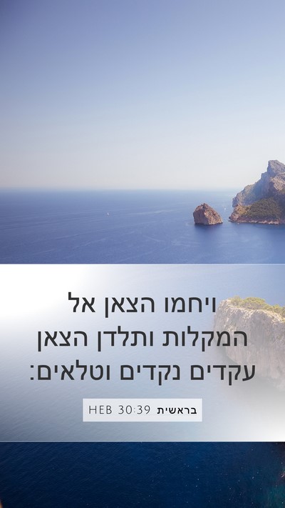 בראשית 30:39 HEB Mobile Phone Wallpaper - ויחמו הצאן אל המקלות ותלדן - Mobile Bible Verse Wallpaper