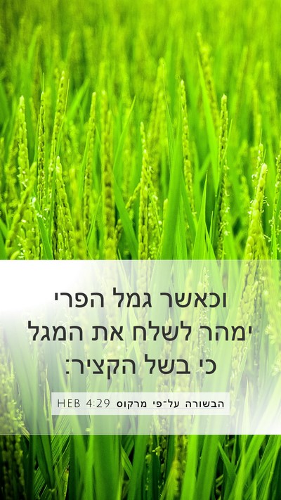 הבשורה על־פי מרקוס 4:29 HEB Bible Verse Image