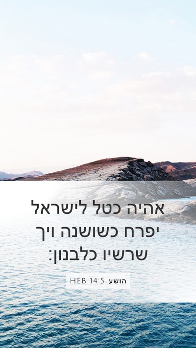 הושע 14:5 HEB Bible Verse Image